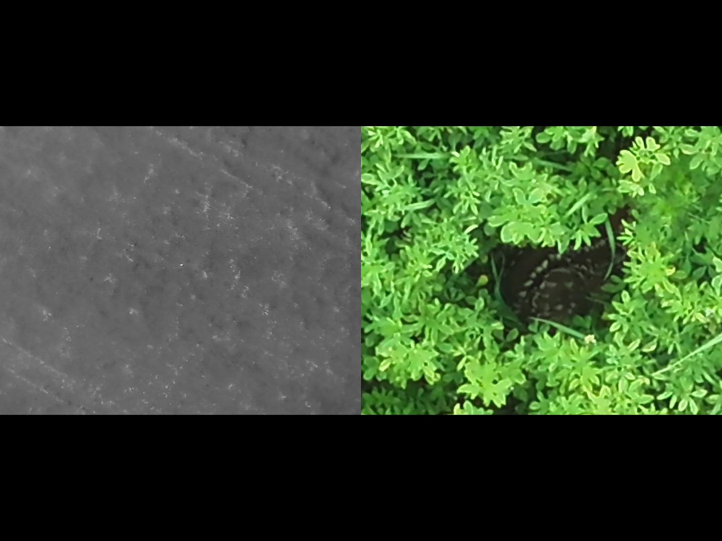 Vyhledávání osob, zvěře